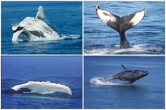 Hiér baljaar die walvisse!