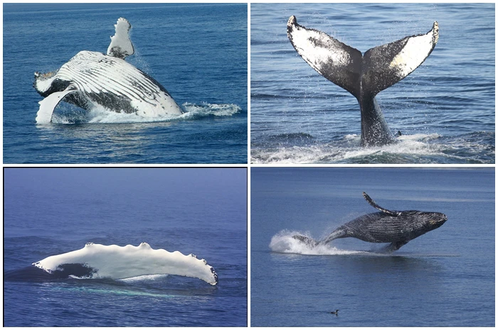 Hiér baljaar die walvisse!