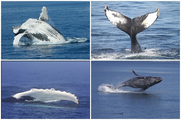 Hiér baljaar die walvisse!