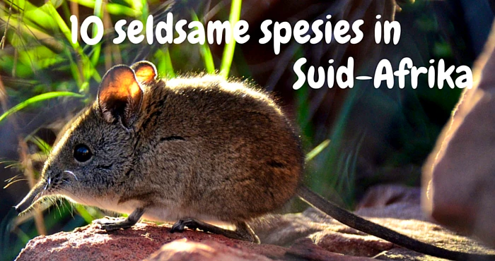 10 seldsame spesies in Suid-Afrika