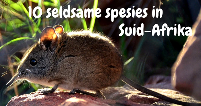 10 seldsame spesies in Suid-Afrika