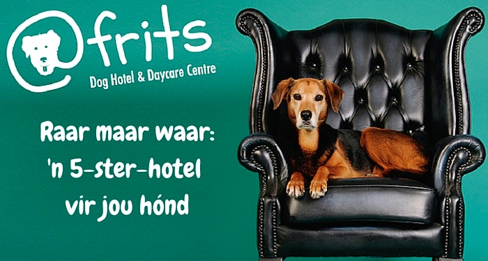 Hondehotel in Kaapstad is 5 sterre werd!