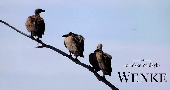 10 Wildkyk-Wenke