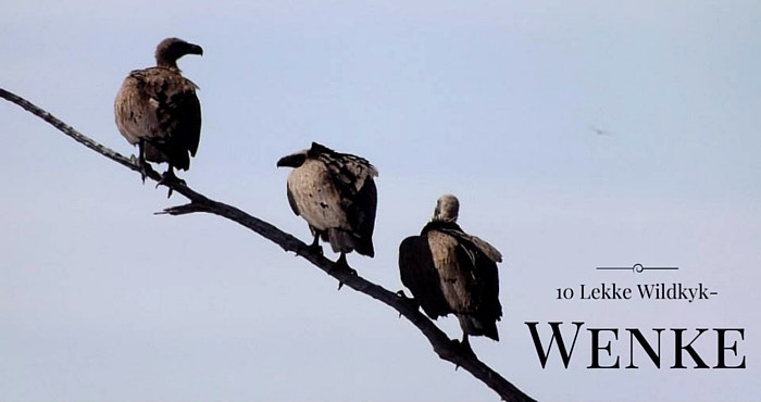 10 Wildkyk-Wenke