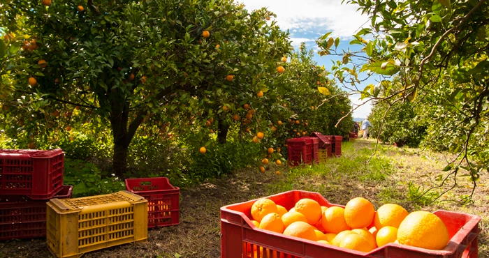 Citrusdal: 7 doendinge, 7 lekke blyplekke