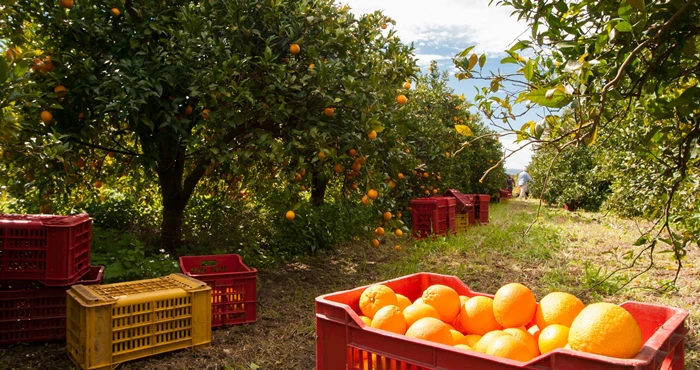 Citrusdal: 7 doendinge, 7 lekke blyplekke