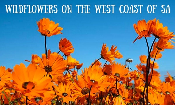 Wildflowers on the west coast of SA