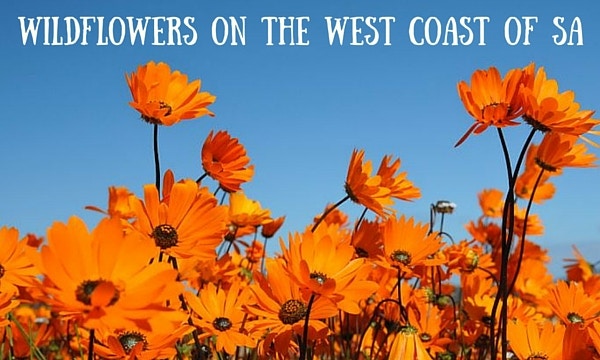 Wildflowers on the west coast of SA