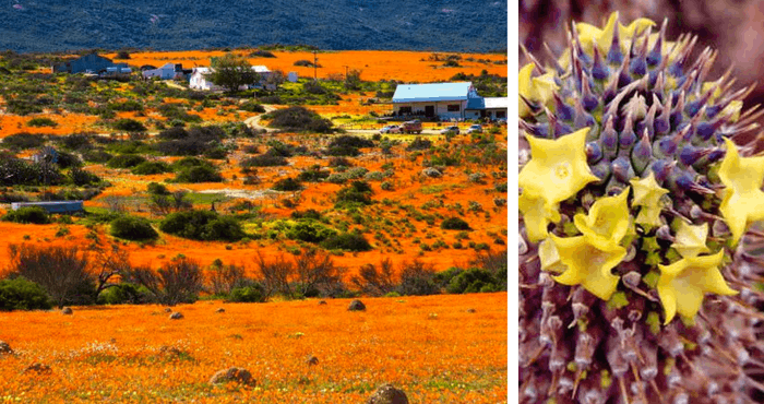 TravelGround accommodation in Namaqualand: Skilpad Farm (left) and Naries Namakwa Retreat (right)