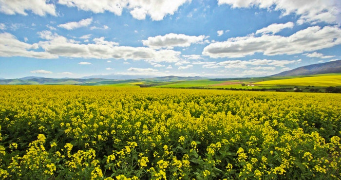 20 Instagrams that will have you planning a trip to the Overberg