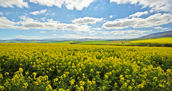 20 Instagrams that will have you planning a trip to the Overberg