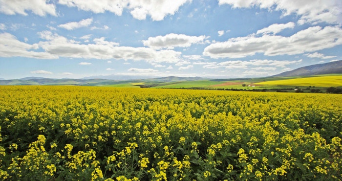 20 Instagrams that will have you planning a trip to the Overberg