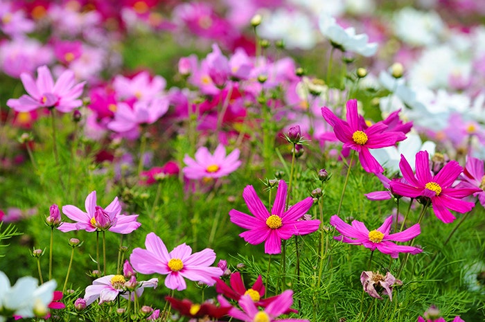 pink and white cosmos flowers in a field