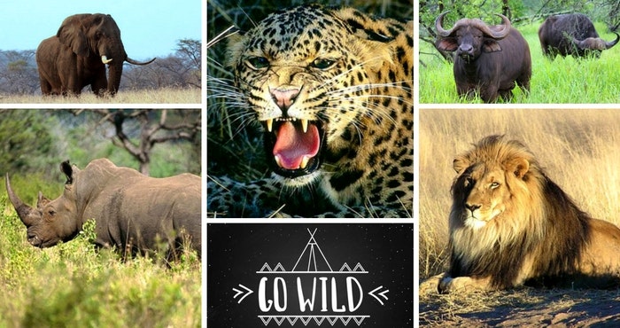 Go wild in 2017 and tick these Big 5 stays off your list!