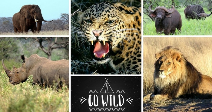 Go wild in 2017 and tick these Big 5 stays off your list!