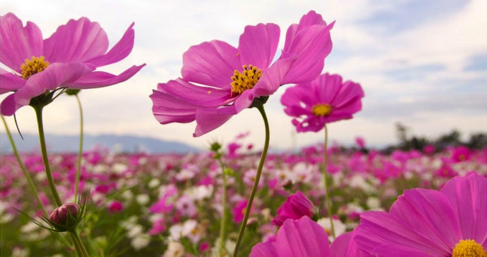 Kosmos en Stoomtreine: Besoek die Oos-Vrystaat in Maart!