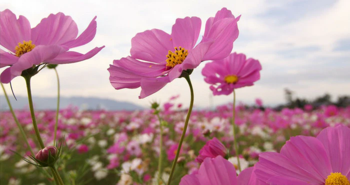 Kosmos en Stoomtreine: Besoek die Oos-Vrystaat in Maart!