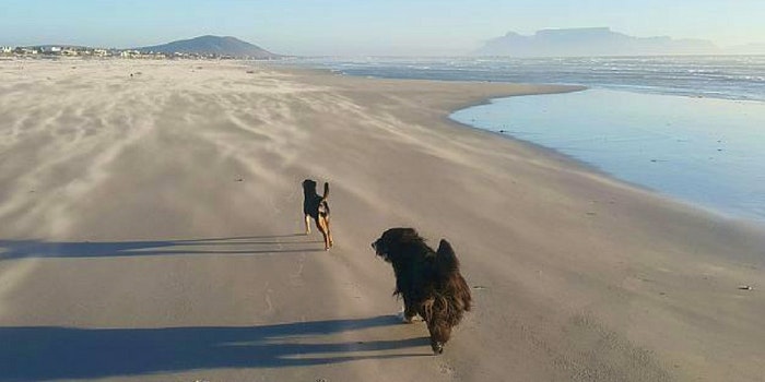Honde op die strand by Atlantic Loft (LekkeSlaap)