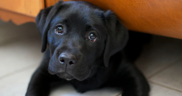 Reis met Troeteldiere: Voordele en Raad