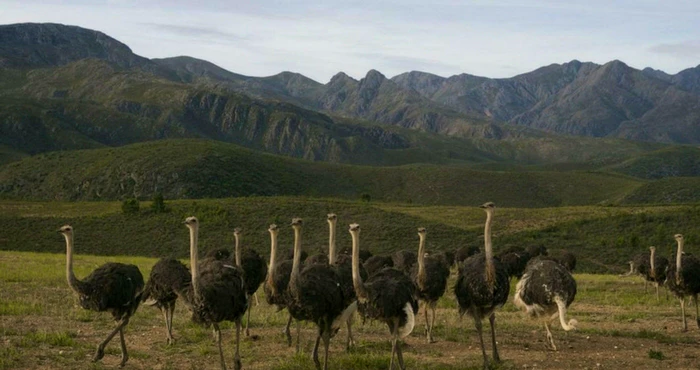 Volstruisparadys: 7 redes om Oudtshoorn te besoek