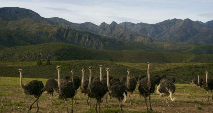 Volstruisparadys: 7 redes om Oudtshoorn te besoek