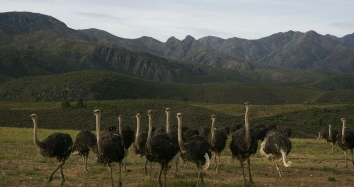 Volstruisparadys: 7 redes om Oudtshoorn te besoek