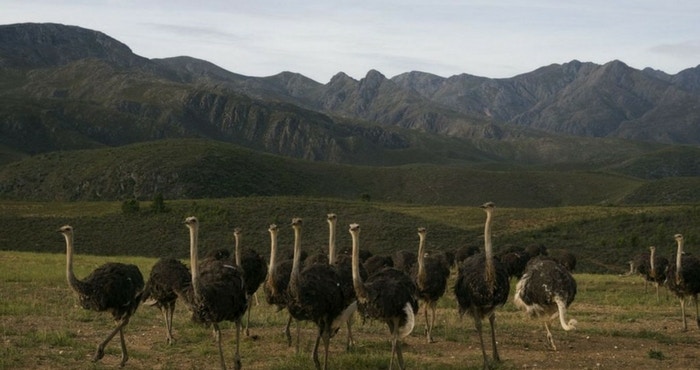 Volstruisparadys: 7 redes om Oudtshoorn te besoek