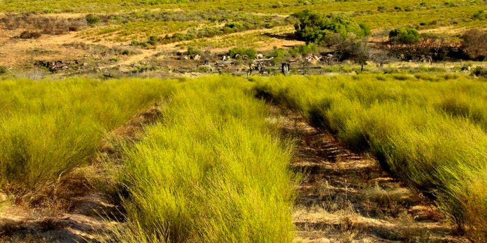 Rooibos-plantasie | Foto: rooibos-route.co.za