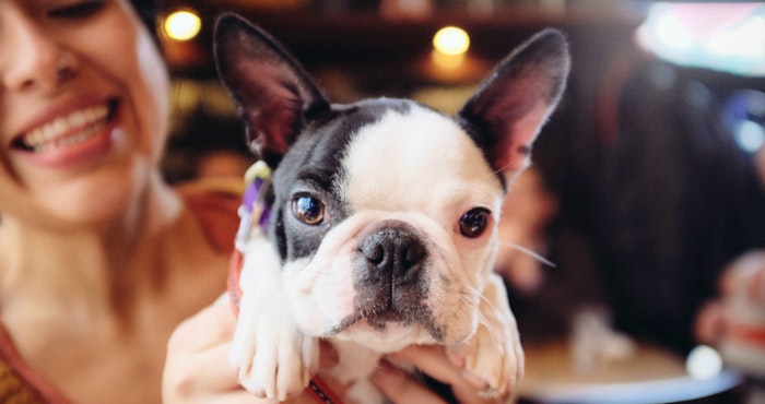 15 Troeteldiervriendelike Restaurante in Johannesburg