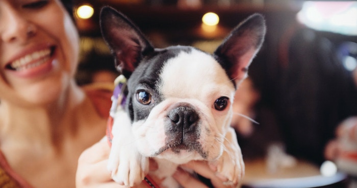 15 Troeteldiervriendelike Restaurante in Johannesburg