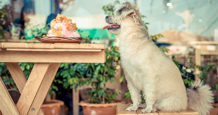 13 Troeteldiervriendelike Restaurante in Pretoria