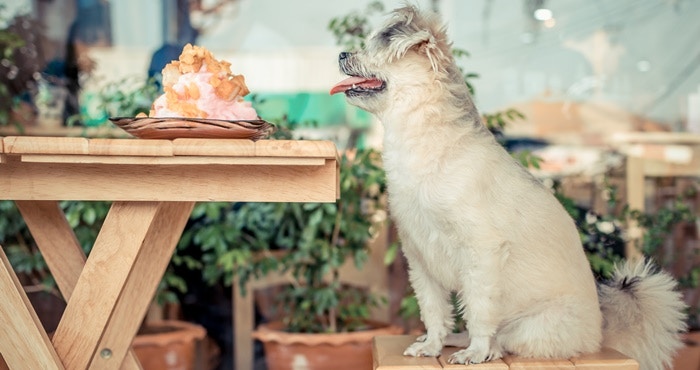 13 Troeteldiervriendelike Restaurante in Pretoria