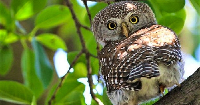 Suid-Afrika: ’n Voëlparadys van Noord tot Suid