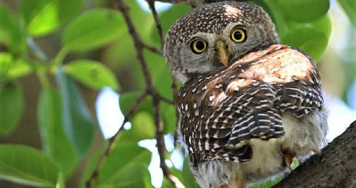 Suid-Afrika: ’n Voëlparadys van Noord tot Suid