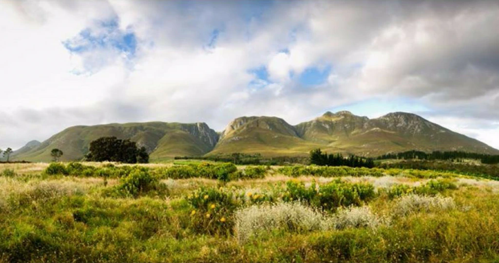 Die Overberg se Eiesoortige Wynroetes