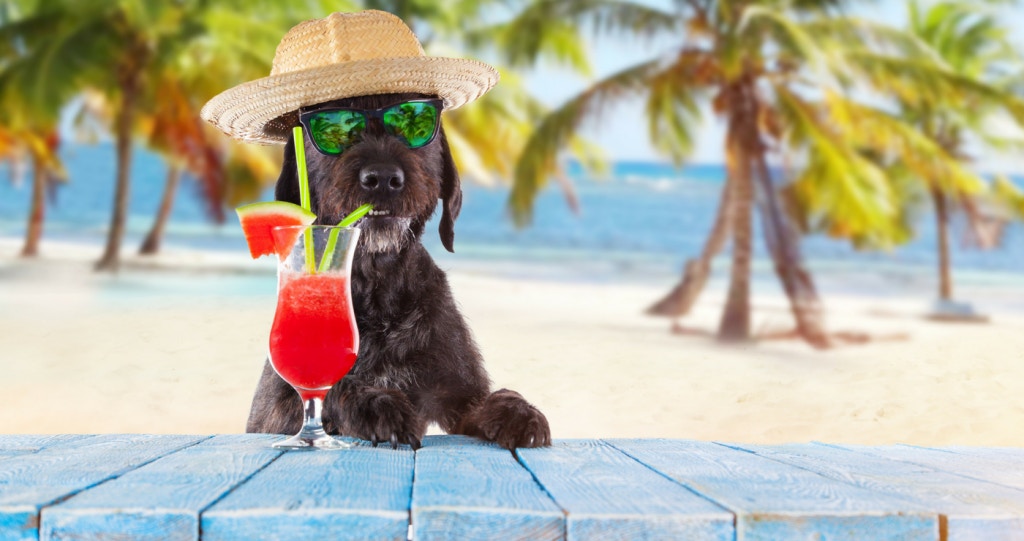 10 Troeteldiervriendelike Restaurante in Durban