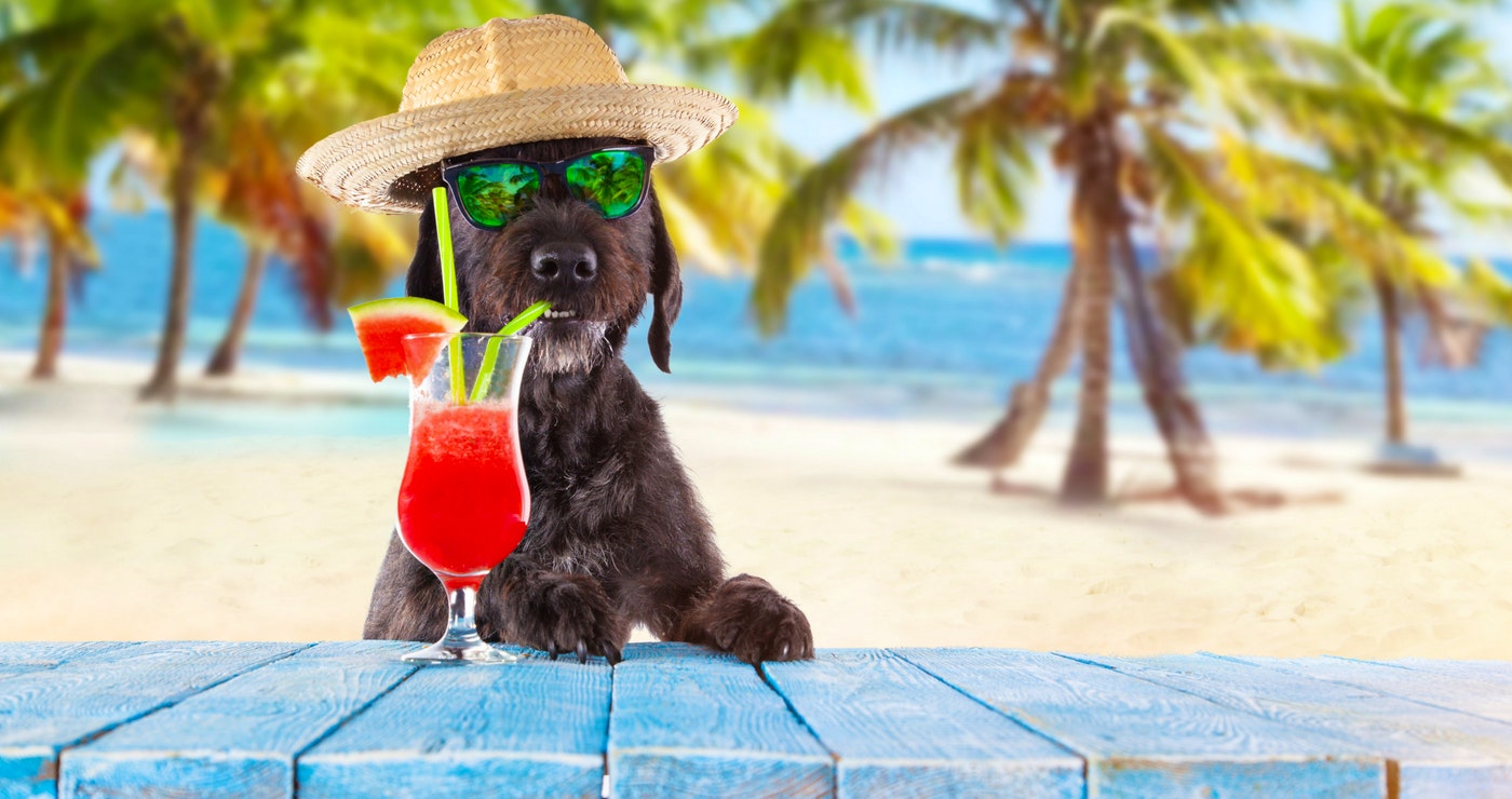 10 Troeteldiervriendelike Restaurante in Durban