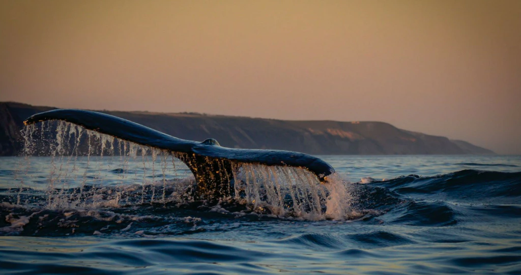 Jou walviskyk-gids in Suid-Afrika