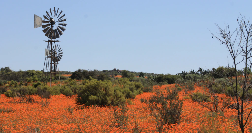 A Throwback to Last Year’s Wildflower Season