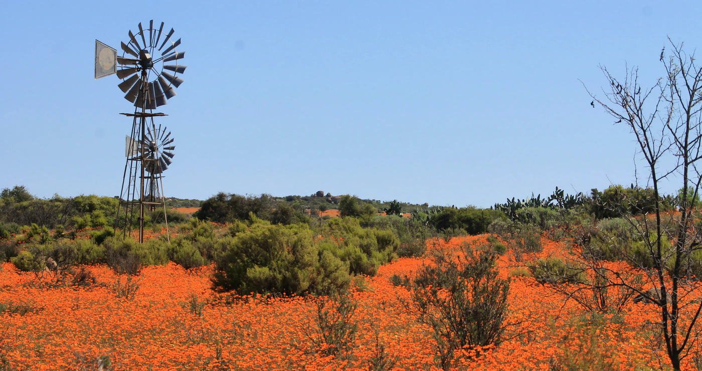 A Throwback to Last Year’s Wildflower Season