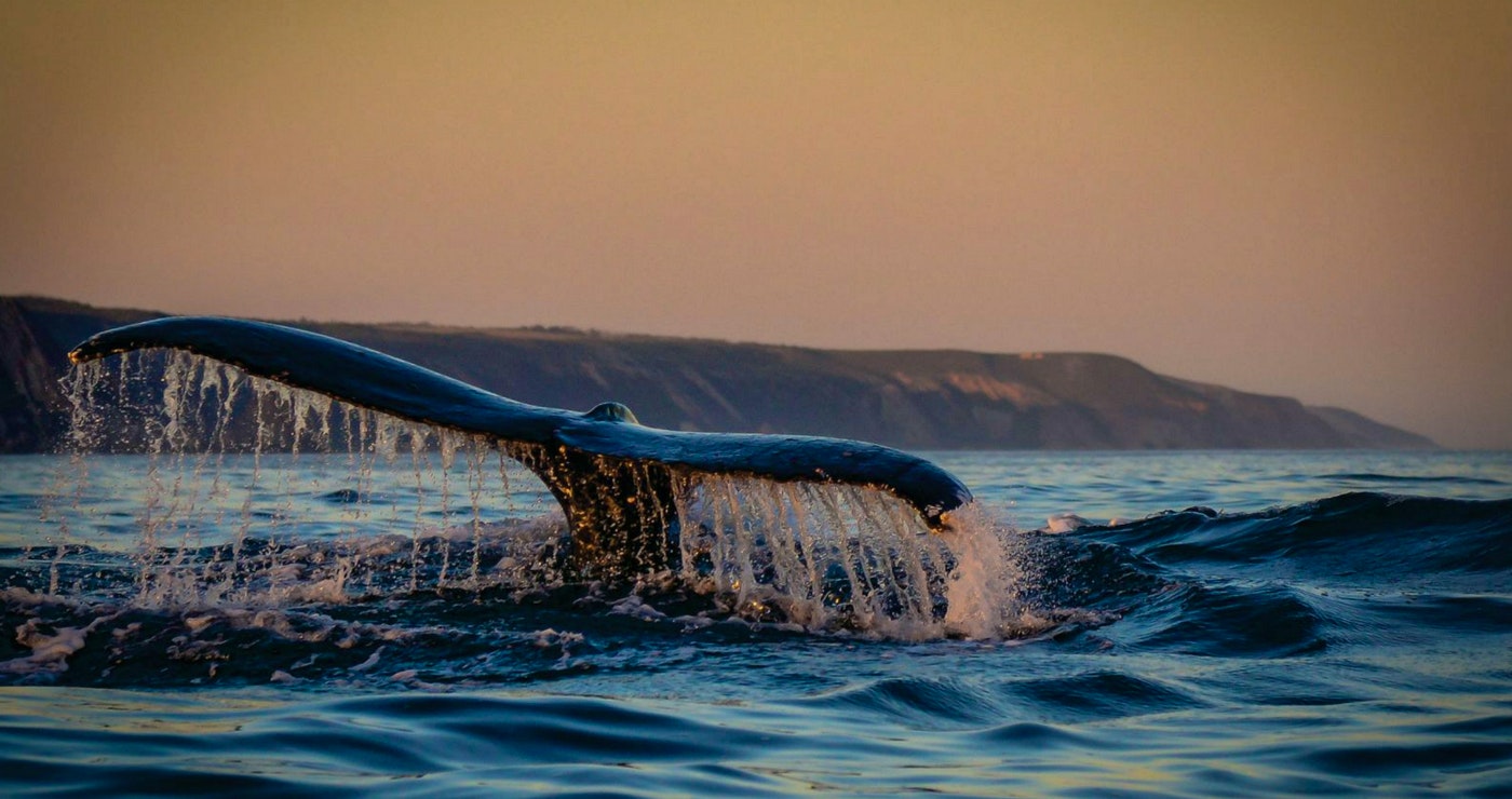 Jou walviskyk-gids in Suid-Afrika