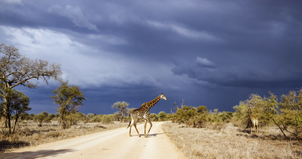Kuier in die Kruger: 6 Selfry-roetes vir Dagbesoekers