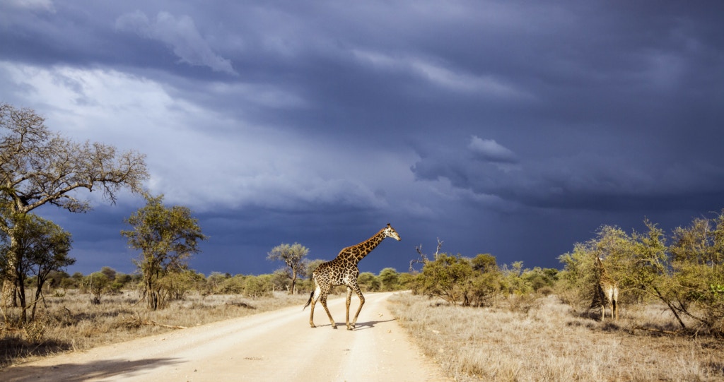 Kuier in die Kruger: 6 Selfry-roetes vir Dagbesoekers