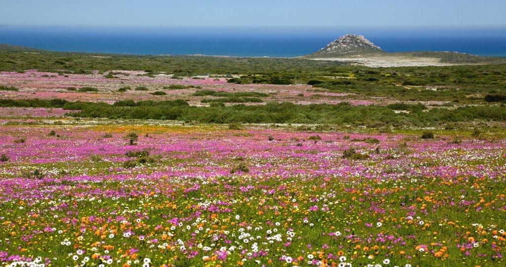 Jou bobaas-blommekykgids vir 2017