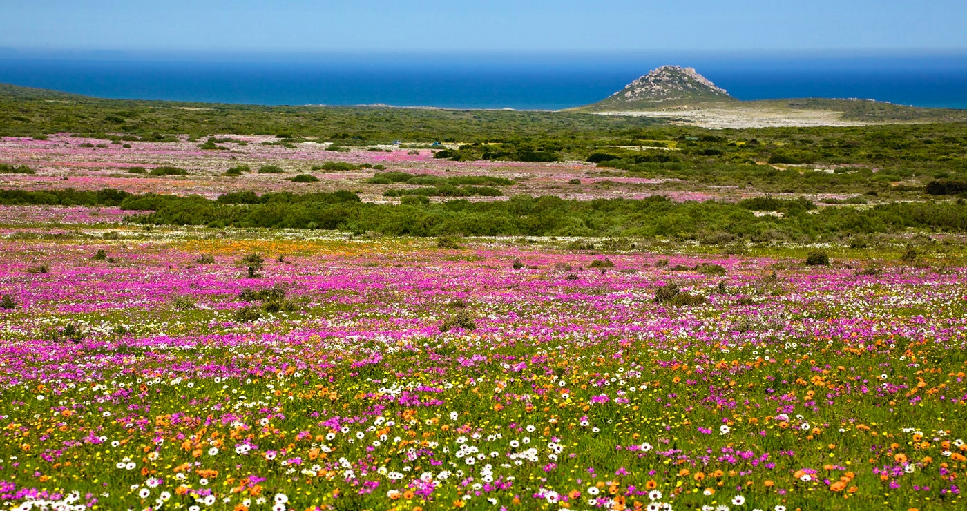 Jou bobaas-blommekykgids vir 2017