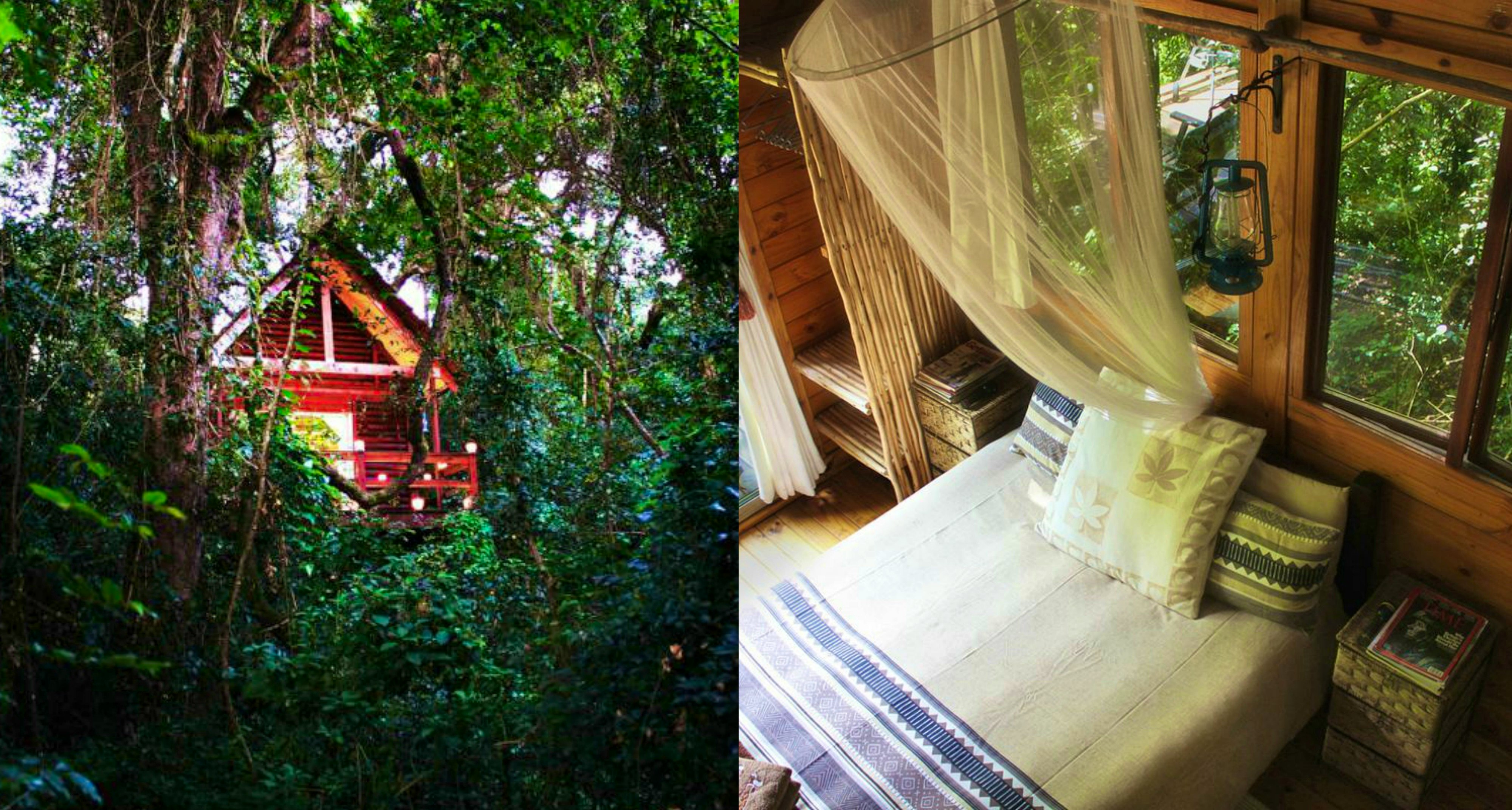 The Forest Lodge Cabins @ Kurisa Moya