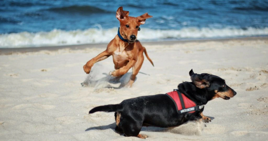 10 Pet-friendly stays along the Sunshine Coast