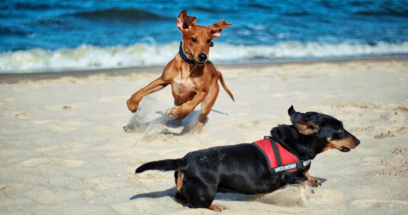 10 Pet-friendly stays along the Sunshine Coast