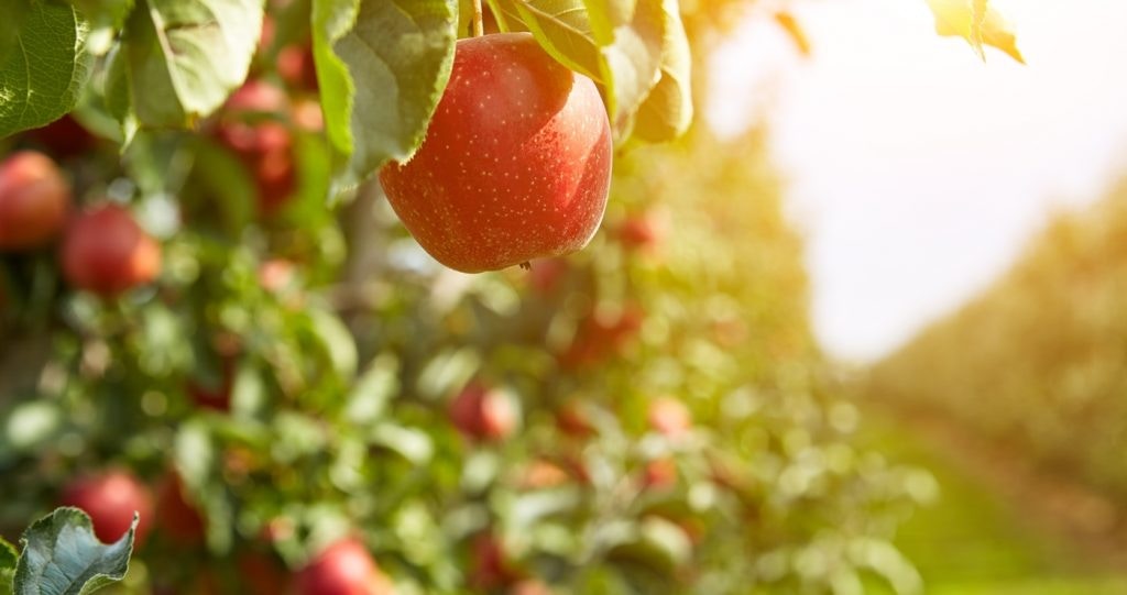 The Elgin Valley: Bees, Blossoms, and Chardonnay