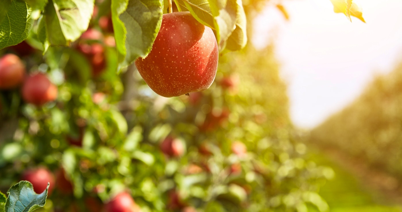 The Elgin Valley: Bees, Blossoms, and Chardonnay